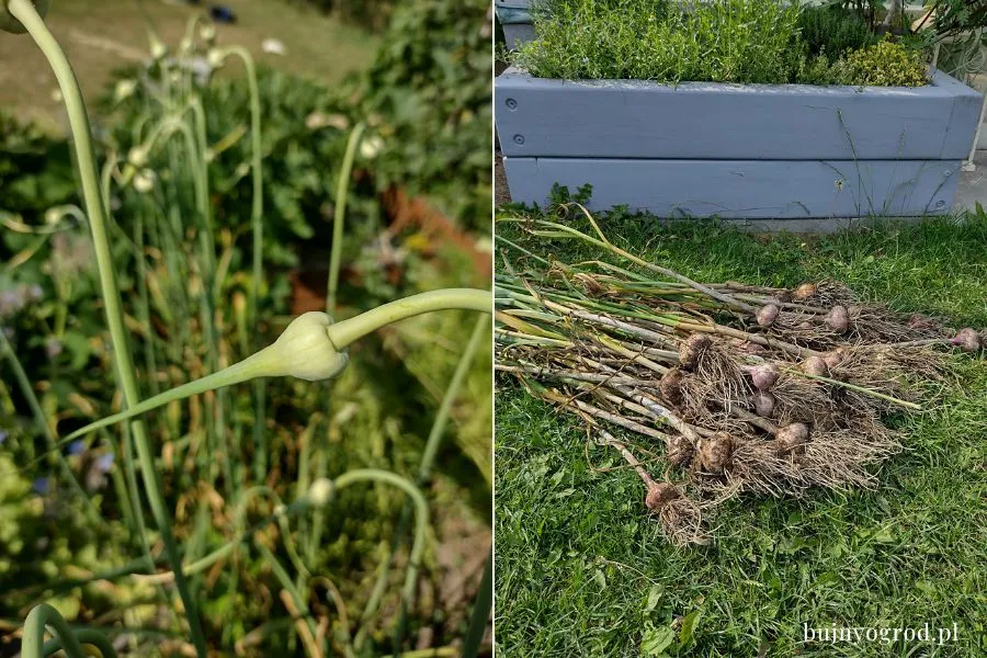 Pędy kwiatostanowe strzałki czosnku zimowego