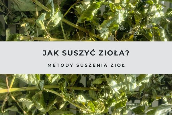 Suszenie ziół z ogrodu metody