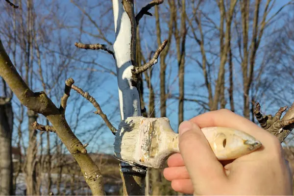 Bielenie drzew owocowych zimą