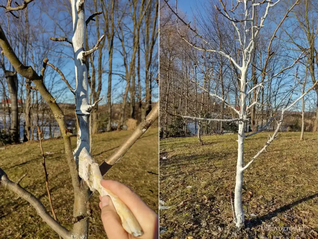 Bielenie drzew owocowych wapnem Bielenie drzewek owocowych wapnem