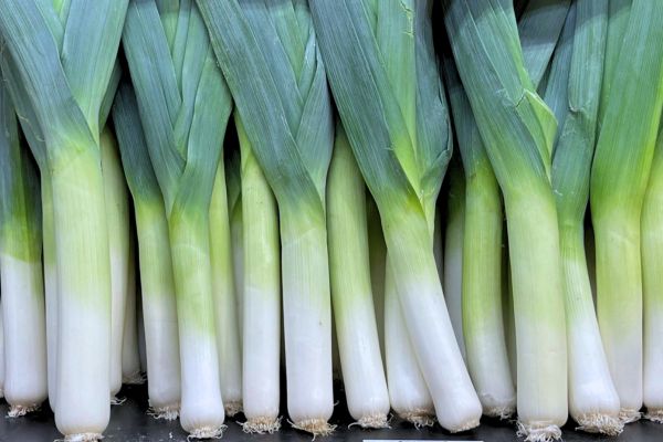 Por uprawa siew i sadzenie rozsady Bujny Ogród