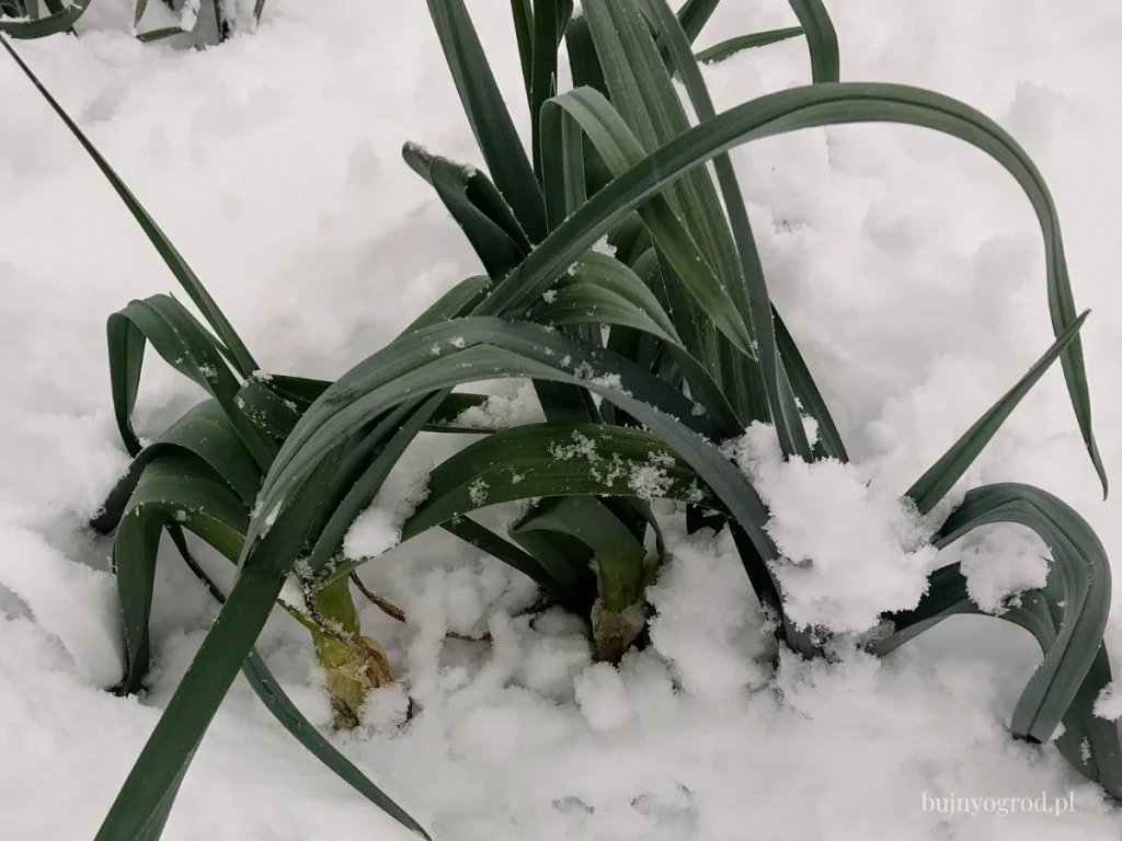 Por zimujący pod śniegiem Pory zimujące w gruncie pod śniegiem Bujny Ogród