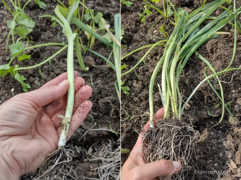 Rozsada pora Rozsada pora gotowa do wysadzenia do gruntu Bujny Ogród