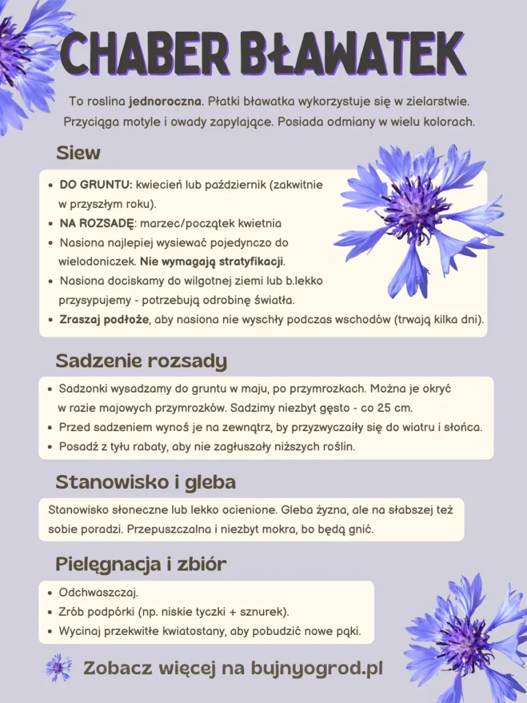 Chaber bławatek Bujny Ogród