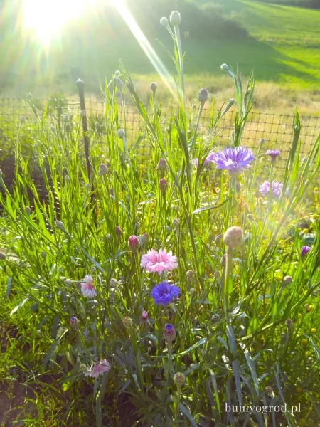 Chaber bławatek na słonecznej rabacie