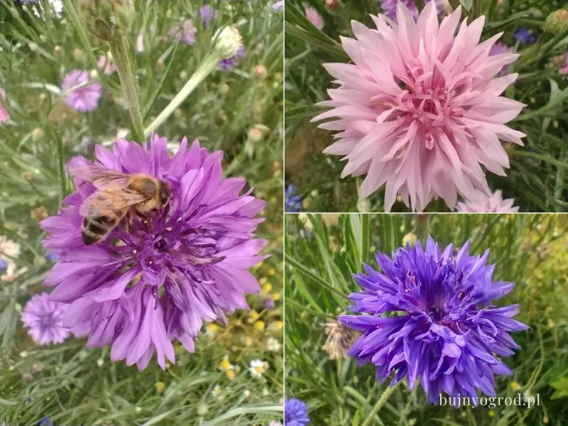 Chaber bławatek odmiany i uprawa w ogrodzie Bujny Ogród