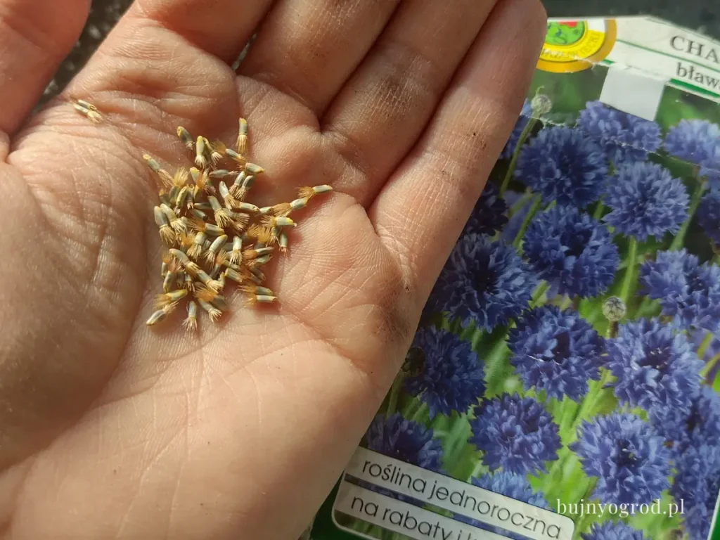 Chaber bławatek siew nasion na rabaty w ogrodzie i rozsadę Bujny Ogród