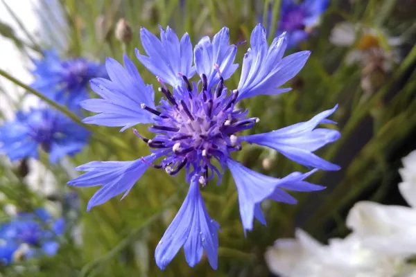 Chaber bławatek uprawa siew nasion na rabaty w ogrodzie Bujny Ogród