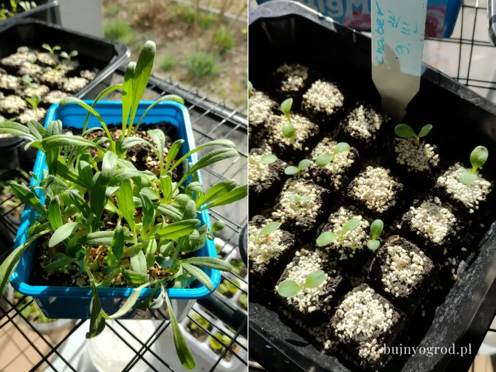 Rozsada chabra bławatka Bujny Ogród