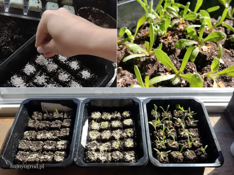 Domowe sposoby na soil block Bujny Ogród