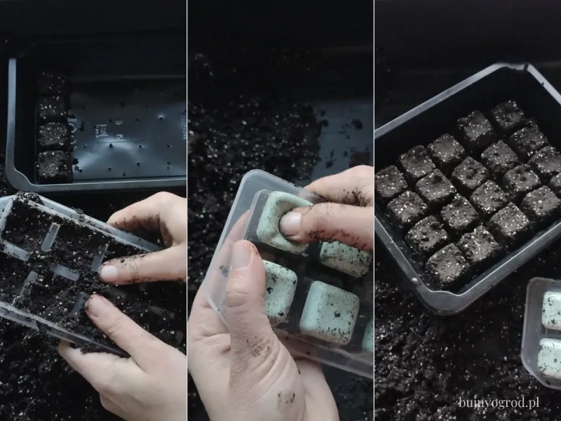 Domowe sposoby na soil block z foremki na lód Bujny Ogród